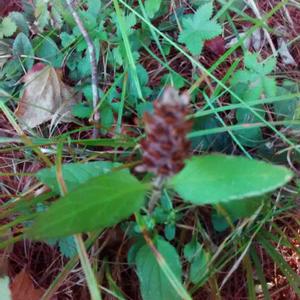 Unknown Species