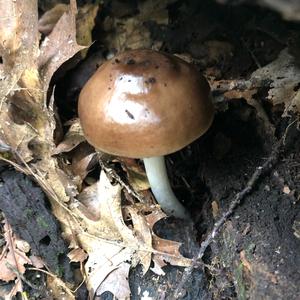 Fawn Mushroom