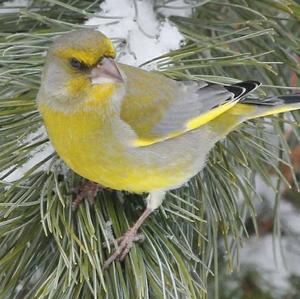 European Greenfinch