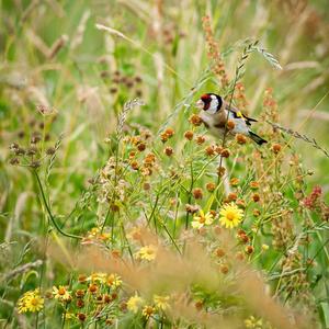 European Goldfinch