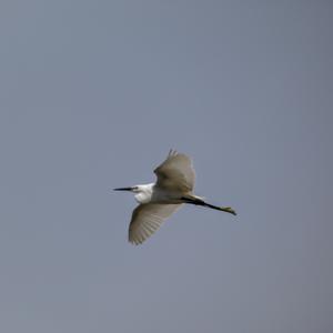 Little Egret