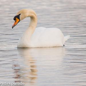 Höckerschwan