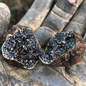 Unknown Species