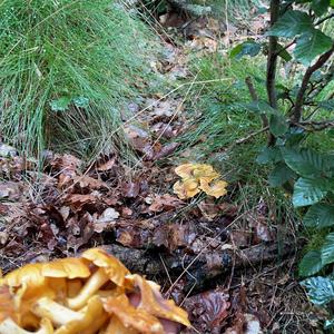 Chanterelle, Common