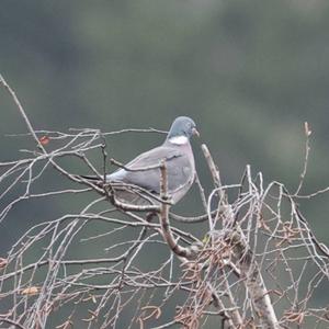 Common Wood-pigeon