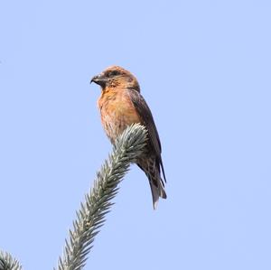 Red Crossbill