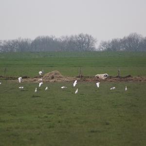 Kuhreiher