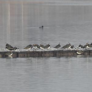 Northern Lapwing