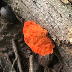 Zinnoberrote Tramete