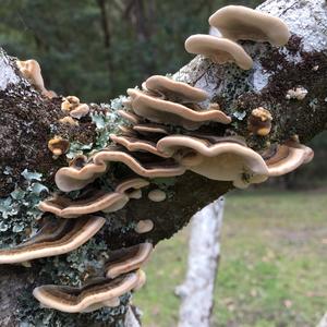 Turkey-tail