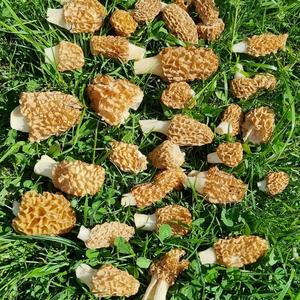 Yellow Morel