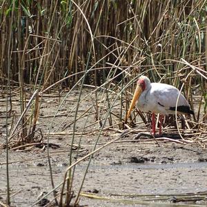 Yellow-billed Stork