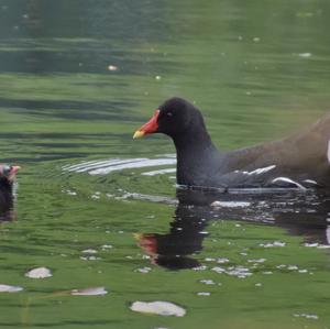 Common Moorhen