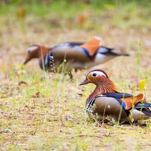 Mandarin Duck