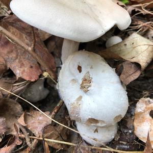 Entoloma sepium
