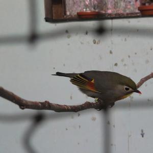 Sonnenvogel