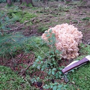 Eastern Cauliflower Mushroom