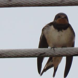 Barn Swallow