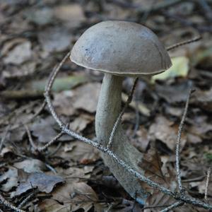 Scaber Stalk, Common