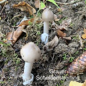 Grauer Scheidenstreifling