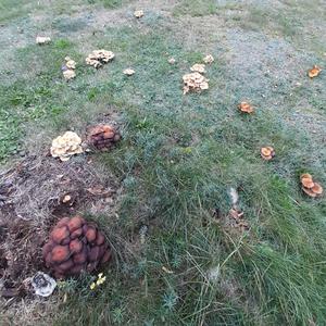 Unknown Species