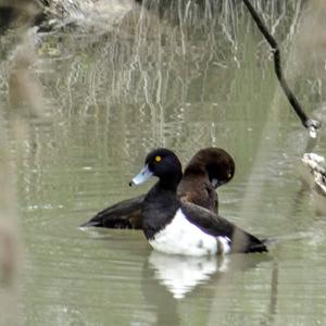 Tufted Duck
