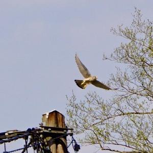 Common Kestrel