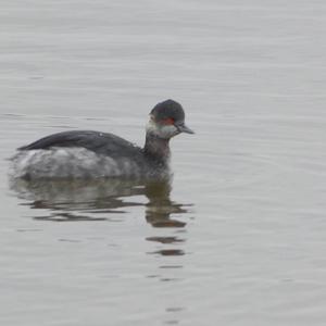 Black-necked Grebe