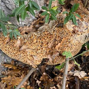 Warted Oak Polypore