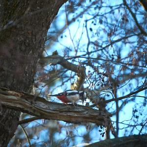Great Spotted Woodpecker