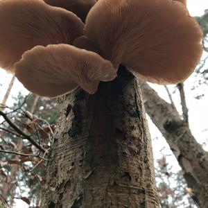 Oyster Mushroom