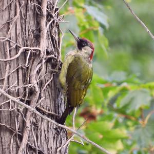 Eurasian Green Woodpecker