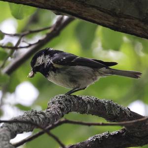 Coal Tit