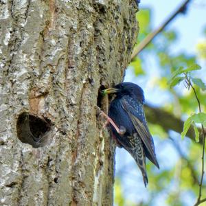 Common Starling
