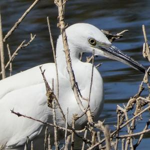Little Egret