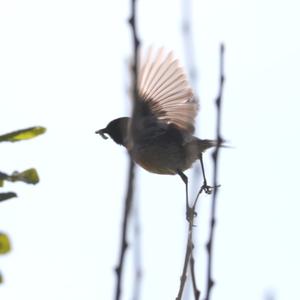 Europäisches Schwarzkehlchen