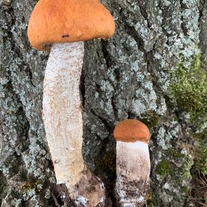 Orange Birch Bolete