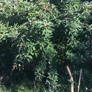 Medlar (Common)