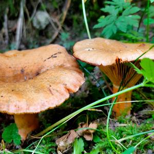 False Saffron Milk Cap