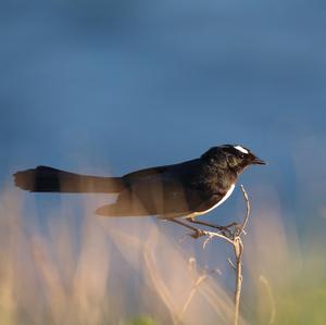 Willie-wagtail