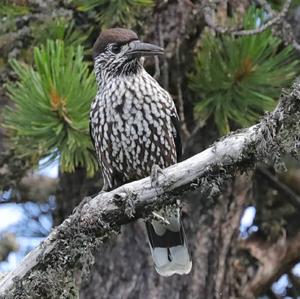 Spotted Nutcracker