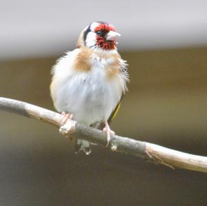 European Goldfinch