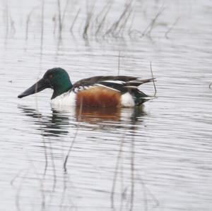 Northern Shoveler