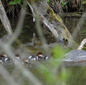 Common Merganser