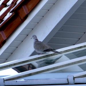 Eurasian Collared-dove