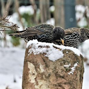 Common Starling