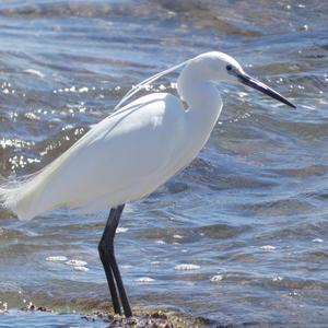 Little Egret