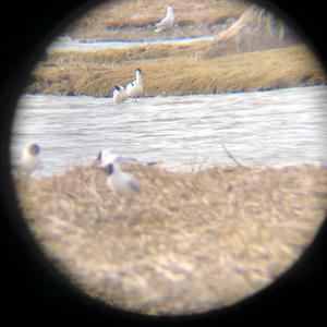 Pied Avocet