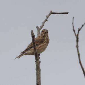 Eurasian Linnet