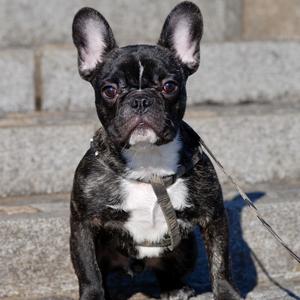French Bulldog